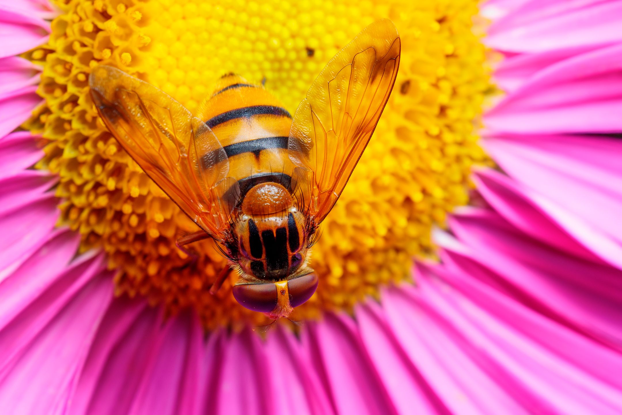 Volucella inanis